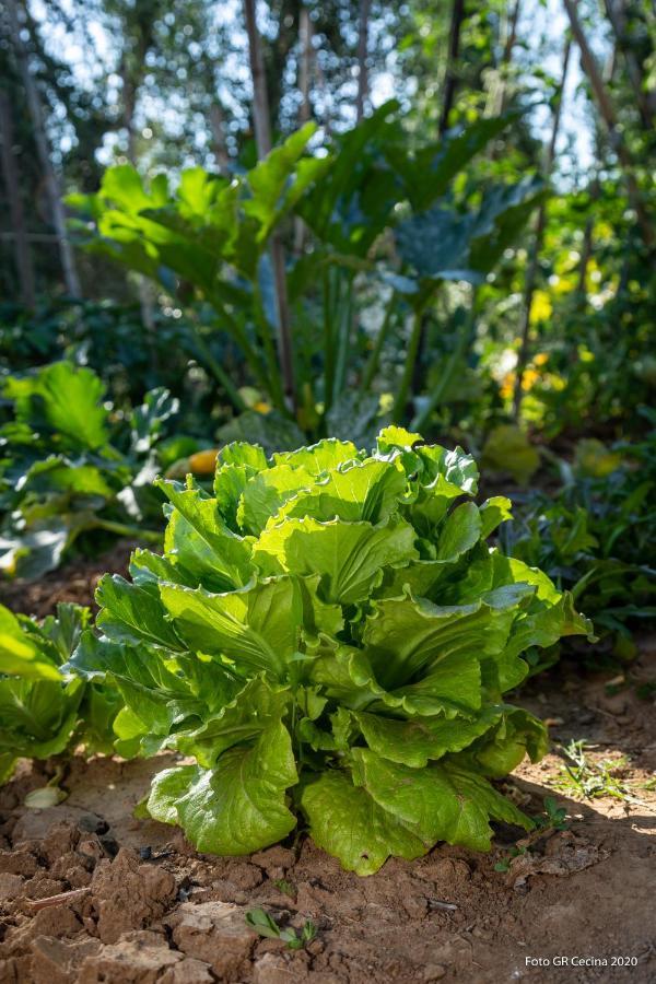 Appartamento Piccolo Eden Vada Esterno foto