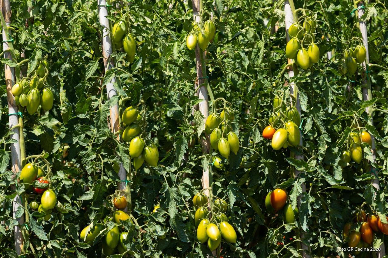 Appartamento Piccolo Eden Vada Esterno foto