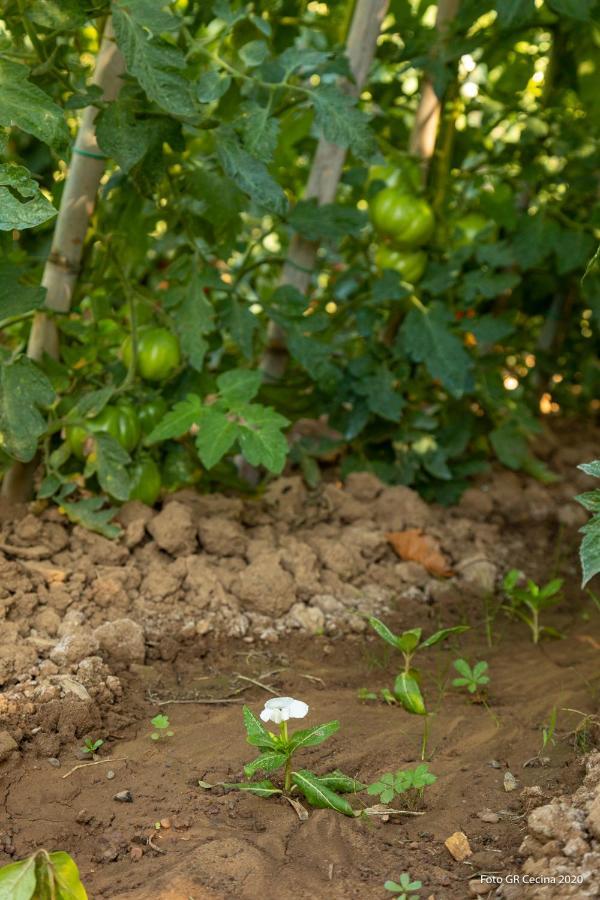 Appartamento Piccolo Eden Vada Esterno foto