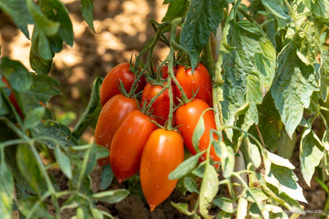 Appartamento Piccolo Eden Vada Esterno foto