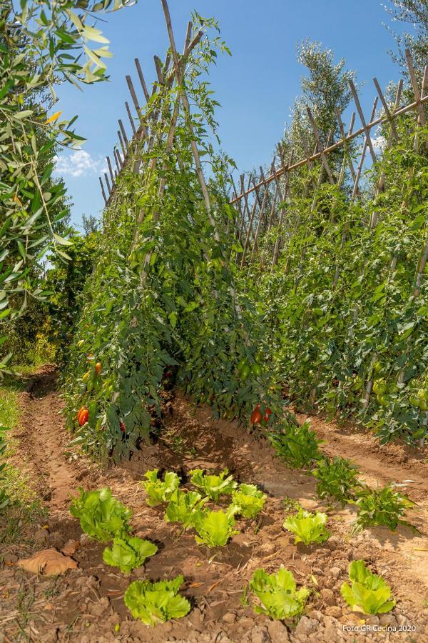 Appartamento Piccolo Eden Vada Esterno foto