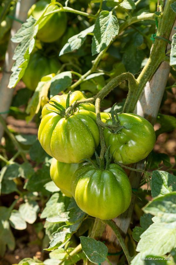 Appartamento Piccolo Eden Vada Esterno foto