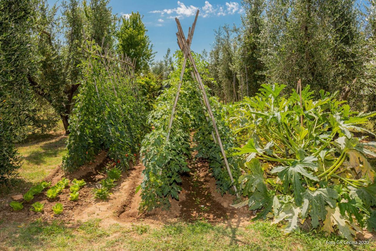 Appartamento Piccolo Eden Vada Esterno foto