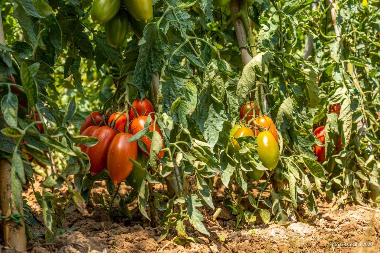 Appartamento Piccolo Eden Vada Esterno foto