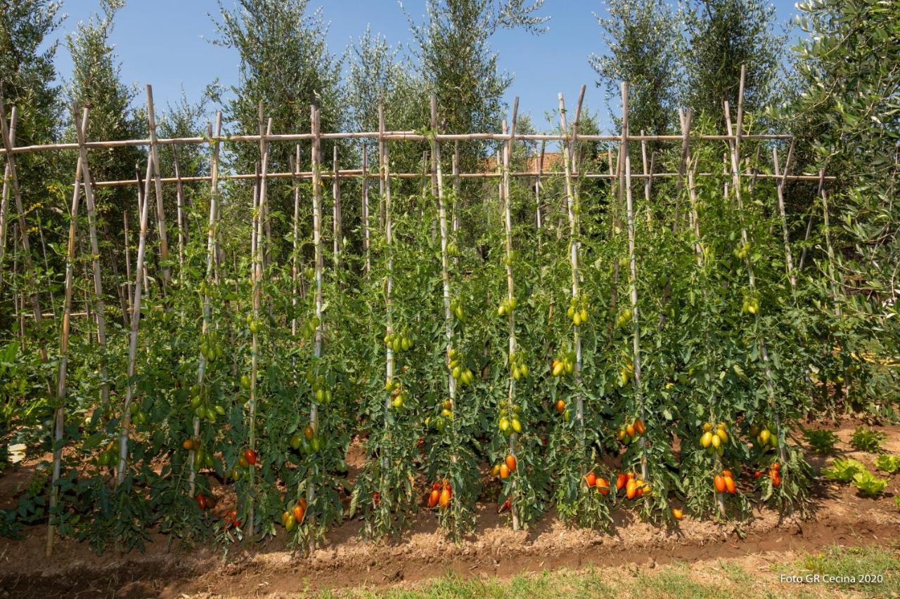 Appartamento Piccolo Eden Vada Esterno foto