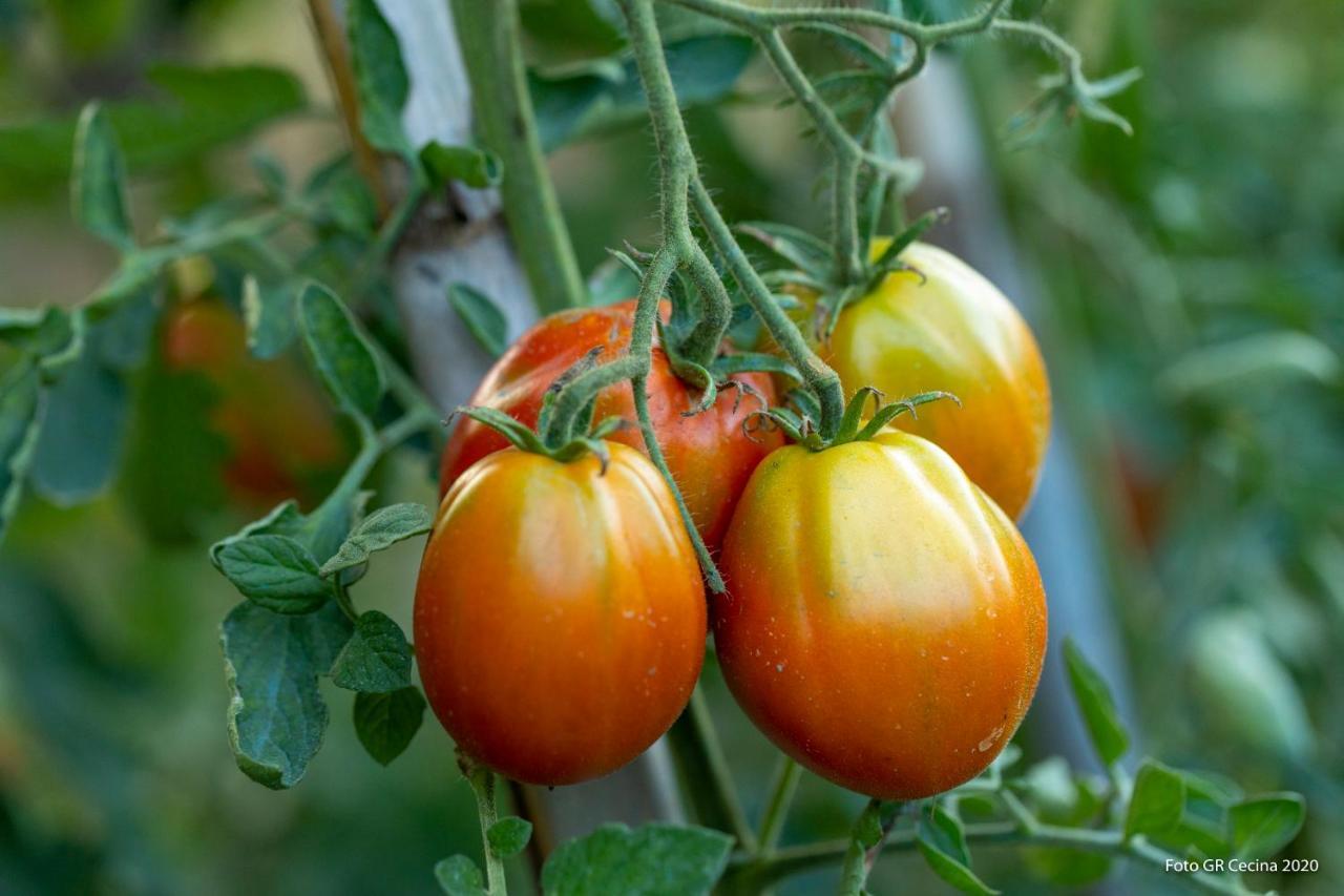 Appartamento Piccolo Eden Vada Esterno foto