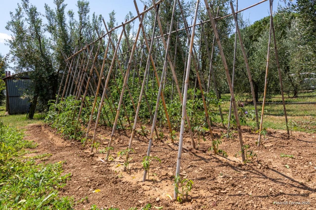 Appartamento Piccolo Eden Vada Esterno foto