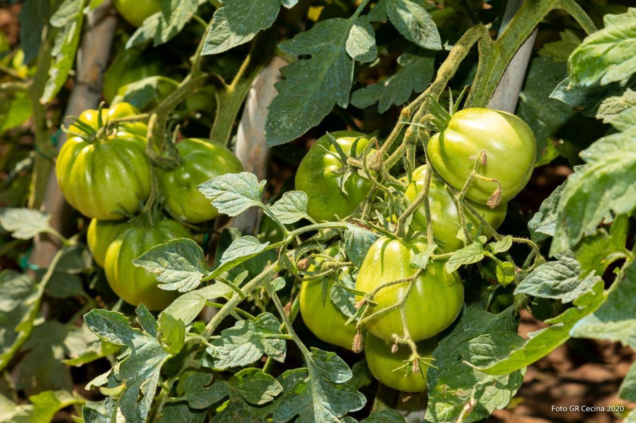 Appartamento Piccolo Eden Vada Esterno foto