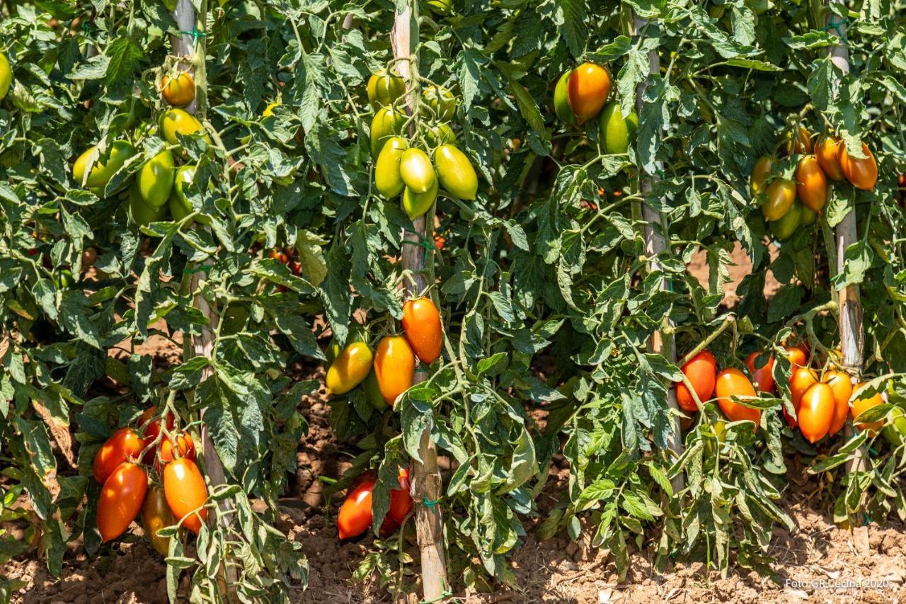 Appartamento Piccolo Eden Vada Esterno foto