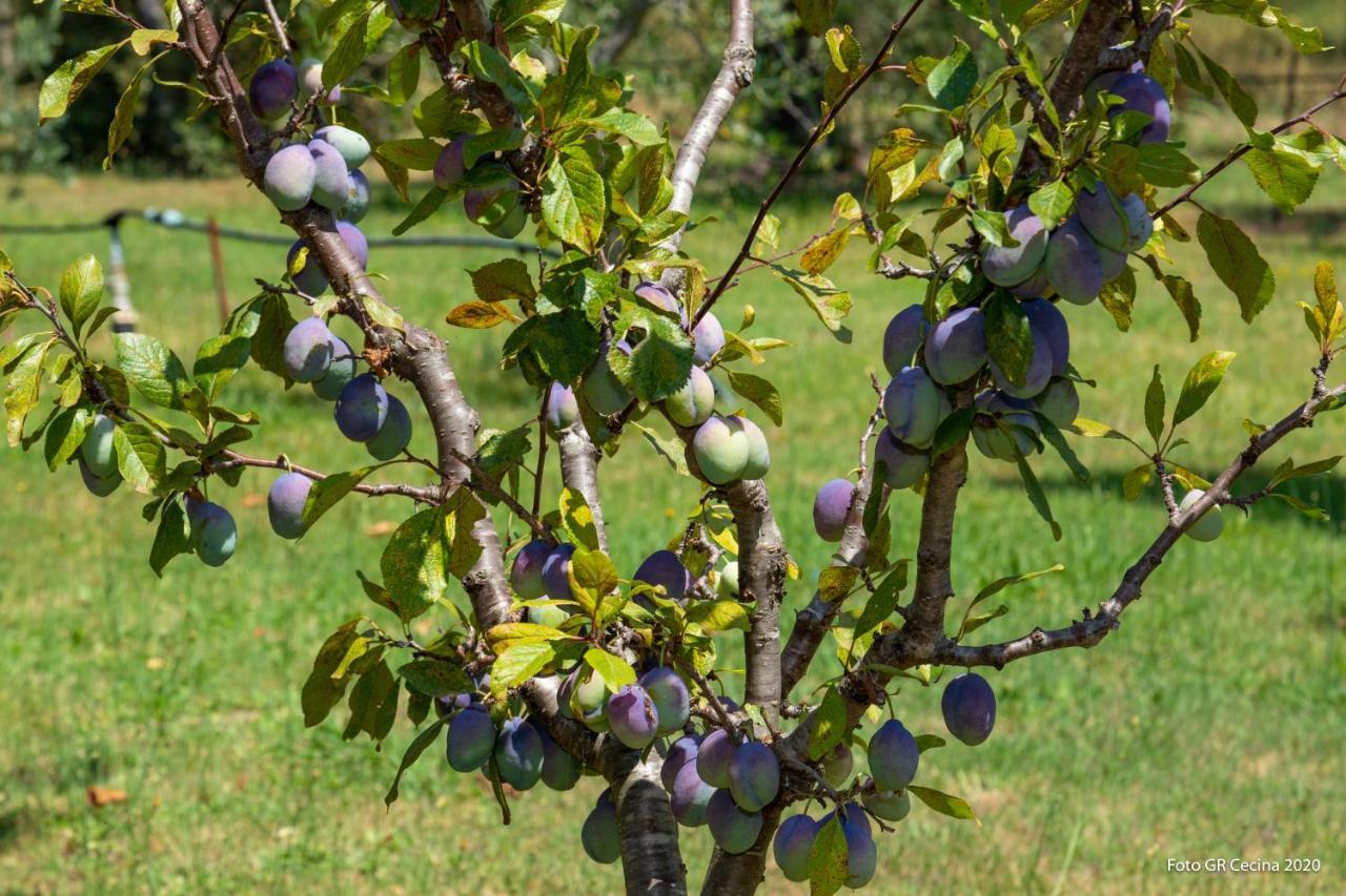 Appartamento Piccolo Eden Vada Esterno foto