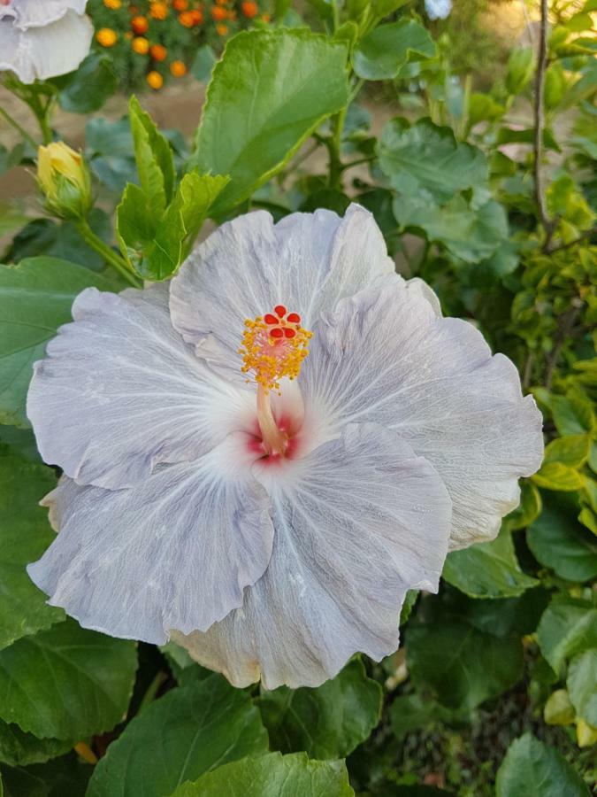 Appartamento Piccolo Eden Vada Esterno foto